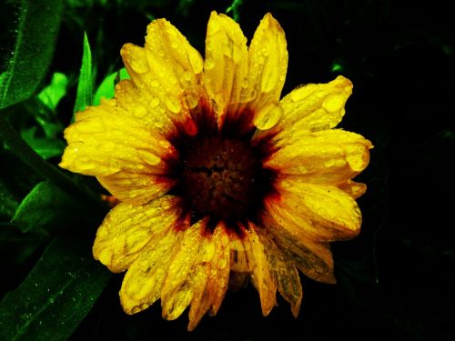 flower yellow drops