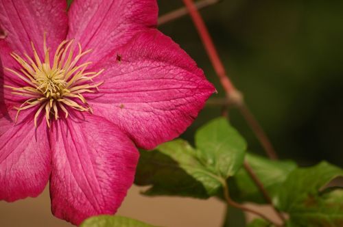 flower pink blossom