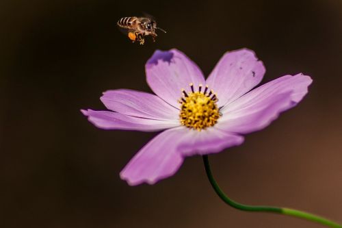 flower and bees