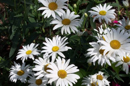 flower daisy white