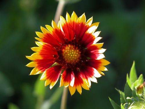 flower macro bright