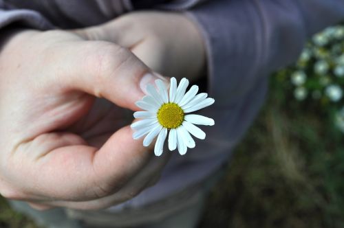 flower hand daisy