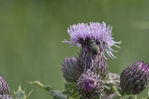 flower insect macro