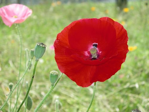 flower poppy poppy spring