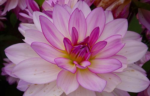 flower dahlia pink