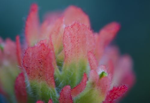 flower indian paintbrush sonoma