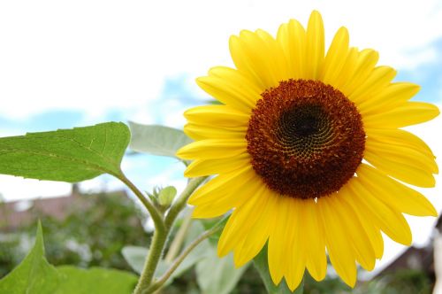 sun flower flower nature