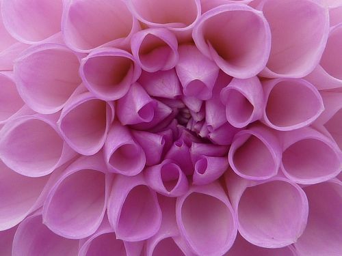 dahlia flower macro