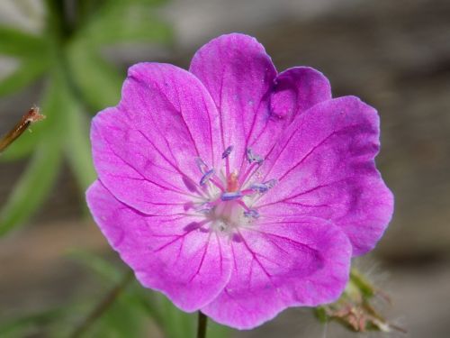 flower nature purple flower