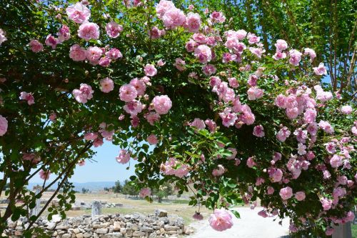 flower landscape decoration bloom