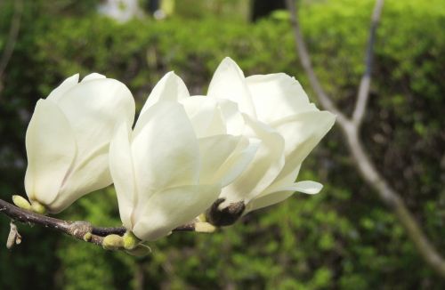 flower white blossom