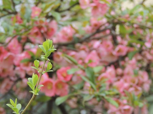 blossom bloom pink