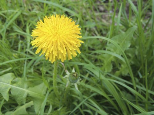 blossom bloom yellow