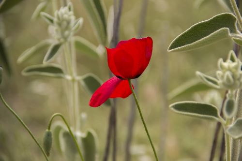 flower papaver rhoeas red