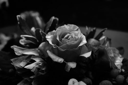 flower rose withered