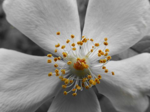 flower black and white macro