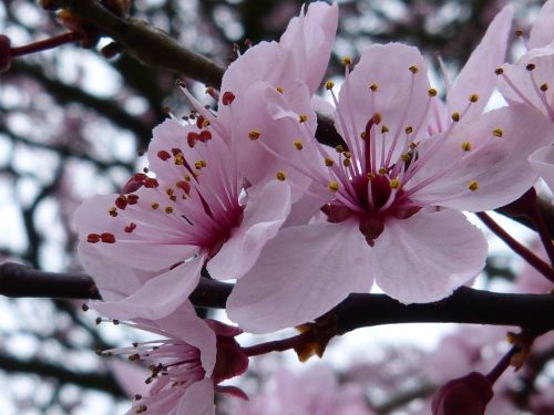 blossom bloom tree