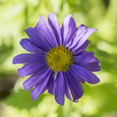 aster flower plant