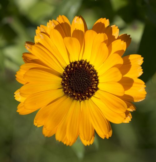 calendula flower orange