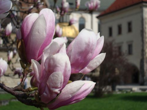 flower magnolia spring