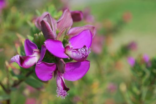 flower wild orchid flora