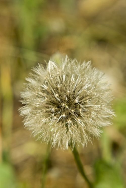 flower summer flowers wild flower