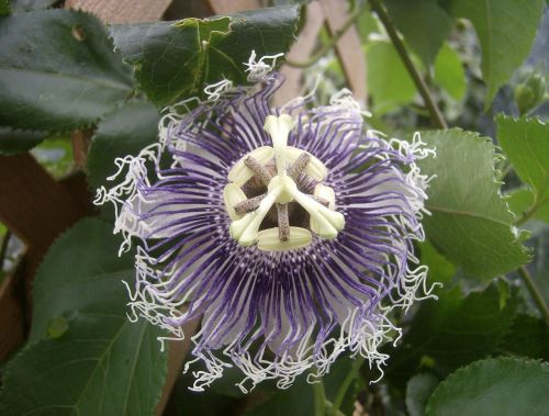 flower purple flower passionflower