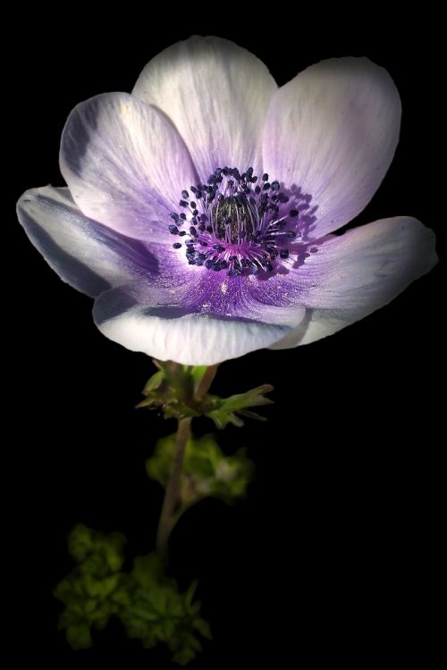 flower light and shade nature