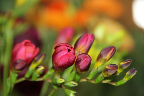 flower red flora