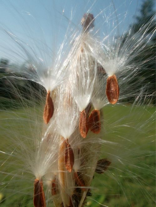 flower milkweeds silky