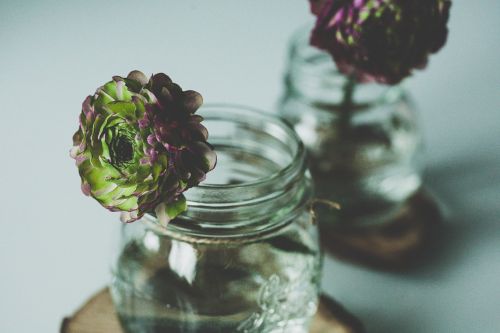 flower jar plant