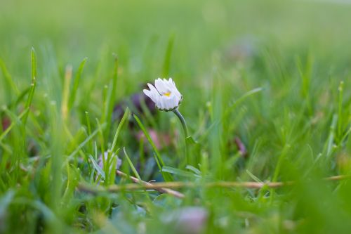 flower daisy grass