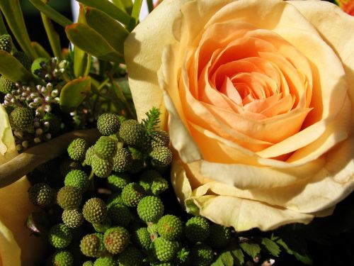 flower plant bouquet