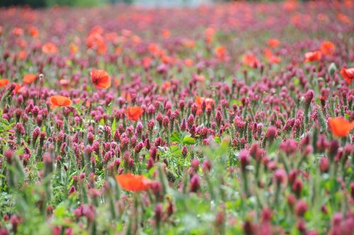 flower clover poppy