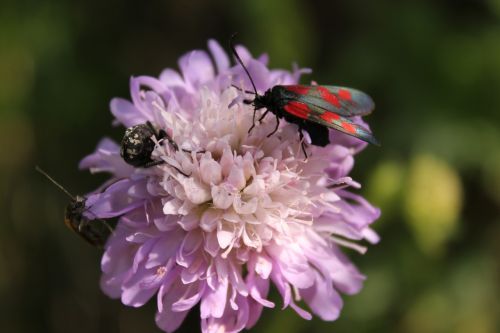 flower beetle insect