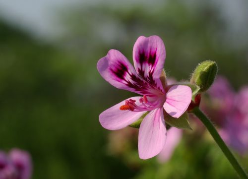 flower pelargonium geranium