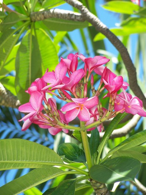 flower pink pink flowers