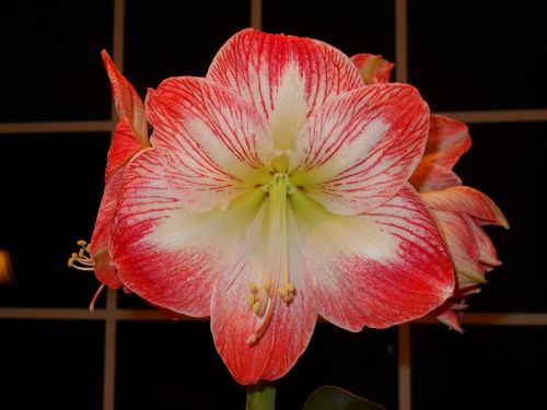 flower amaryllis blossom