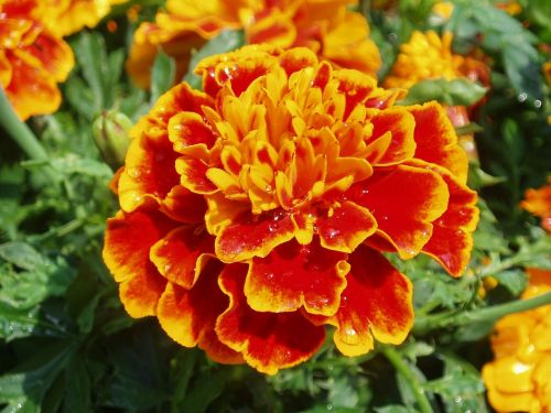 flower marigold orange