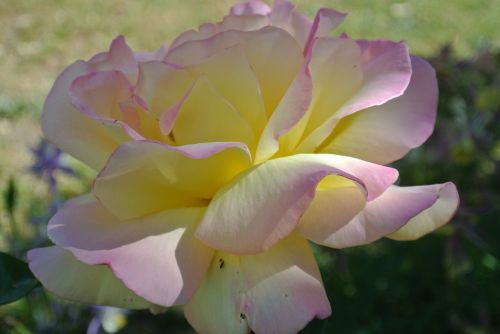 flower rose peace