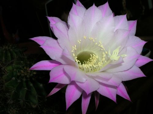 flower cactus macro