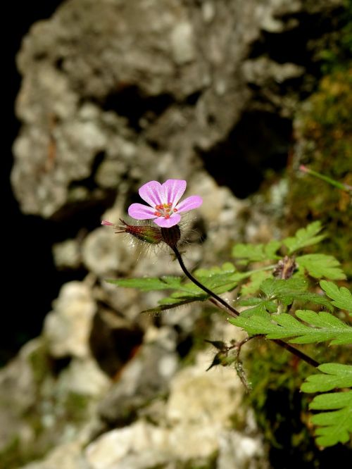 flower spring nature