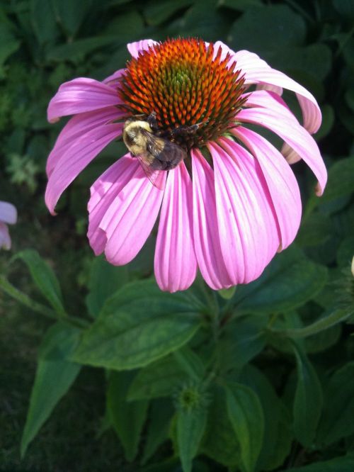 flower flowers bee