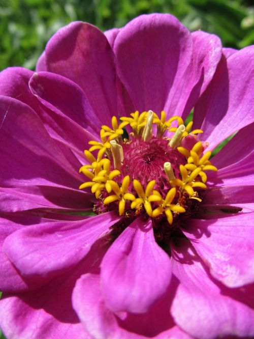 flower macro nature