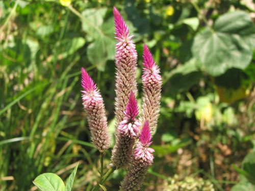 flower flora flowers