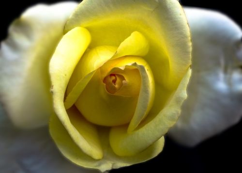 flower yellow rose nature