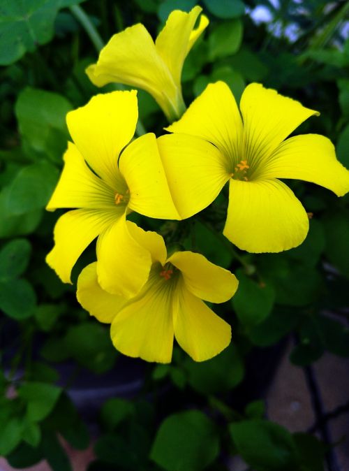 flower yellow petals