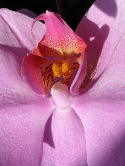 flower orchid flora