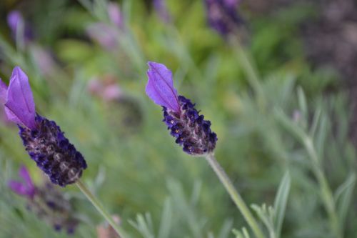 lavender flower