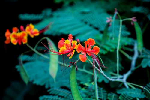 flower spring garden